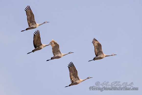 Sandhill Crane Nebraska Migration