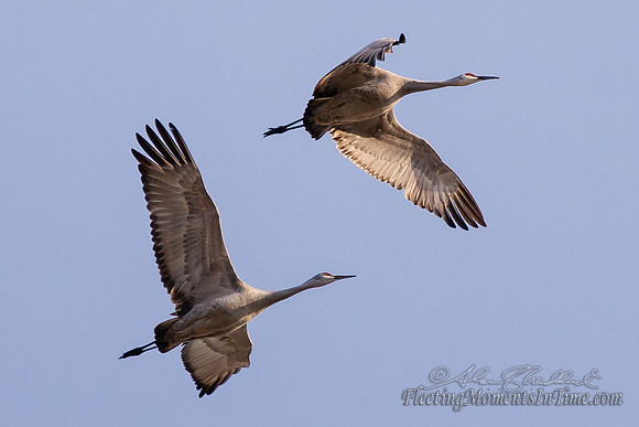 Sandhill Crane Nebraska Migration