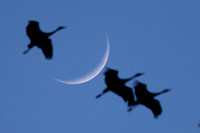 Crescent Sandhill Cranes