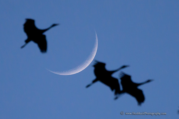 Crescent Sandhill Cranes