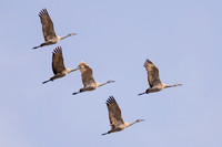 Sandhill Crane Nebraska Migration