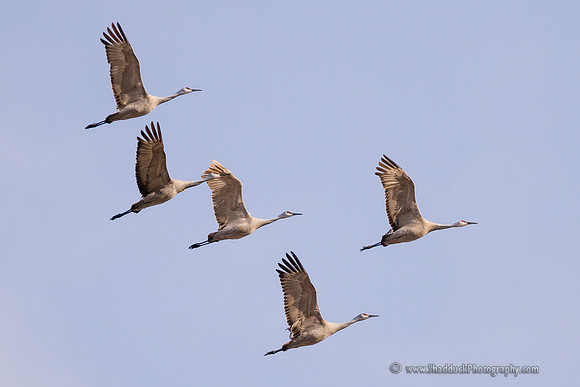 Sandhill Crane Nebraska Migration