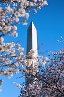 18 DC Cherry Blossom 03302009