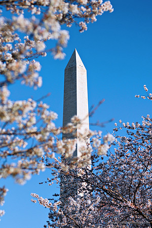 18 DC Cherry Blossom 03302009