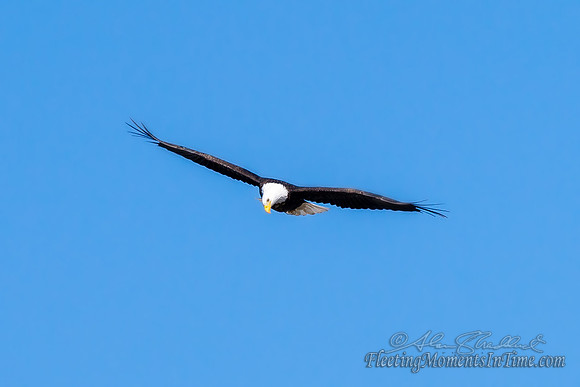 Bald Eagle @ Lake Hastings 2 of 7