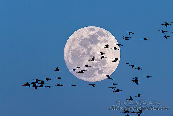 Sandhill Crane Moon 11x14in Max Print