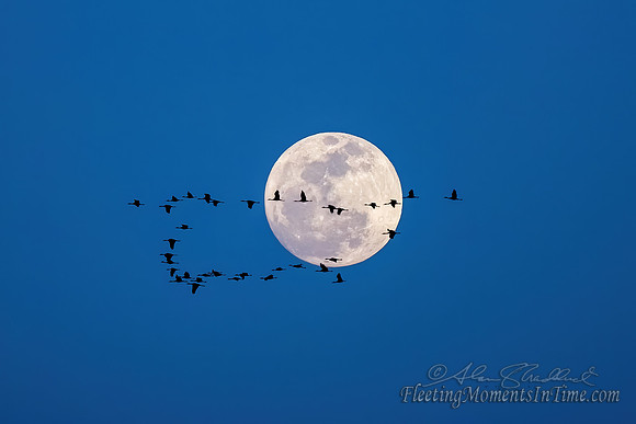 Sandhill Crane Moon 12x18in Max Print