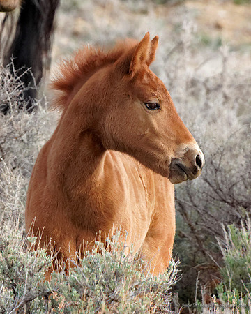 Pilot Butte Mustangs, May 2011