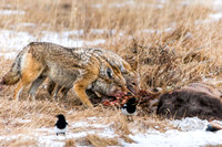 Breakfast for Two - RMNP