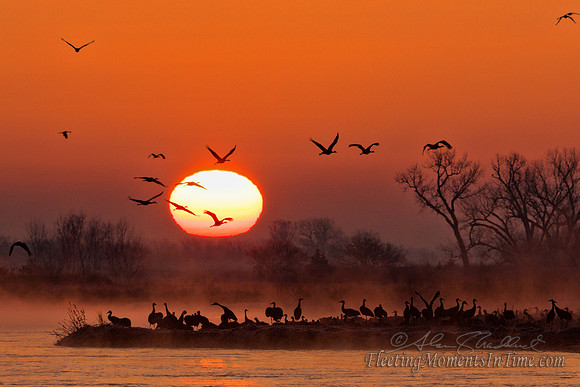 Sunrise on the Platte with Sandhill Cranes 02