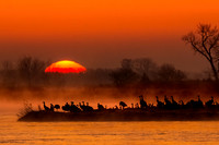 Sunrise on the Platte with Sandhill Cranes 01
