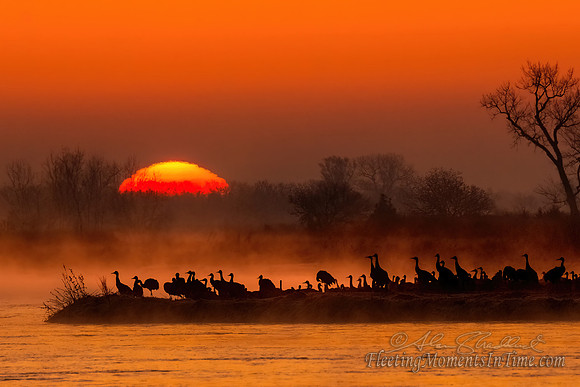 Sunrise on the Platte with Sandhill Cranes 01