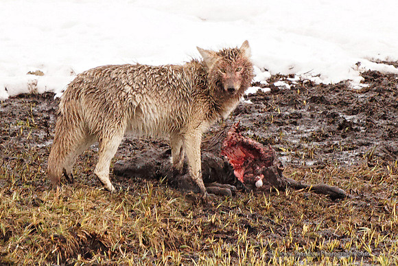 Yellowstone Coyote on Bison Calf Carcass, May 2011