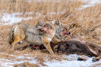 Teamwork - RMNP