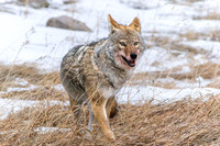 Full Belly - RMNP