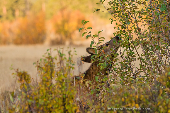 Elk Calf @ Sunrise in RMNP