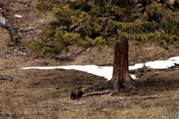 39-Yellowstone May 2011