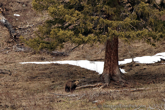 39-Yellowstone May 2011