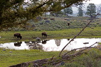 Bison in Yellowstone