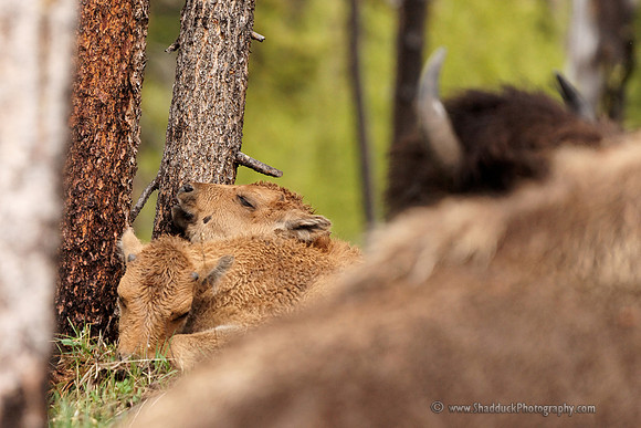 Bison Calves
