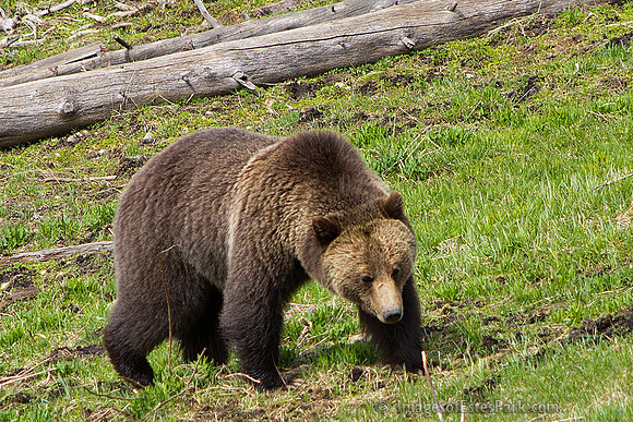 Grizzly south of Mammoth