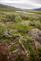 Lamar Valley