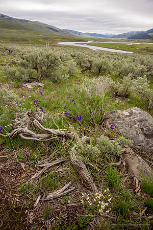 Lamar Valley