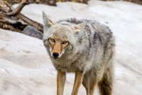 Lone Coyote on Dunraven Pass
