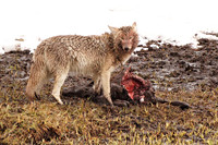 Yellowstone Coyote on Bison Calf Carcass, May 2011