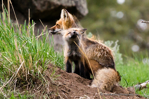 Fox w/Kit @ Den Site