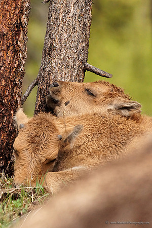 Bison Calves