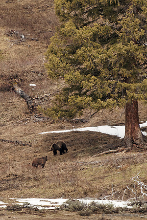 Griz Pair, Yellowstone May 2011