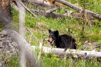 Black Bear Cub