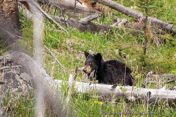 Black Bear Cub