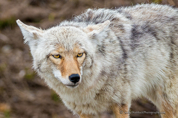 Yellowstone Coyote