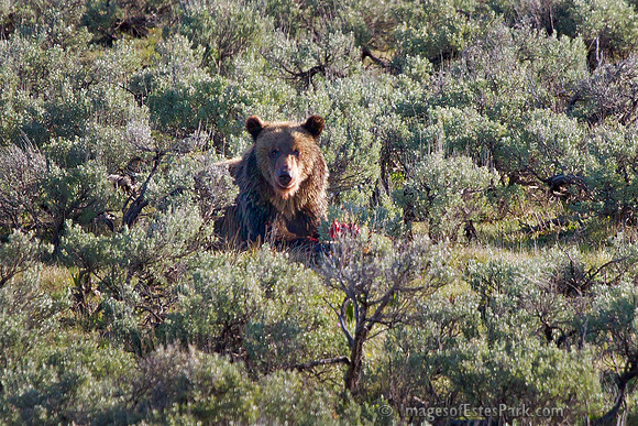 Grizzly Elk Calf Breakfast