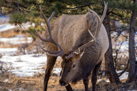 RMNP Elk