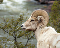 Yellowstone Bighorn Ram
