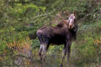 Young Bull Moose in Yellowstone