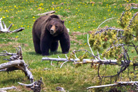Yellowstone Griz "Snaggletooth"