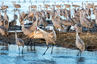 Sandhill Cranes on the Platte River4
