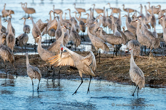 Sandhill Cranes on the Platte River4