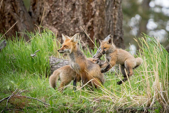 Fox w/Kits @ Den Site