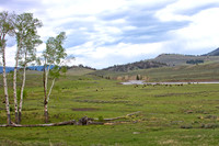 Bison Nursery