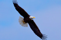 Nebraska Eagles Feb 2012 03