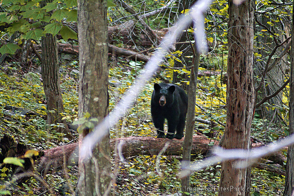 Blackbear Shenandoah Nat'l Park 7-4-2007
