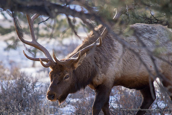 RMNP Elk