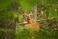 Deer on Alert, Shenandoah National Park