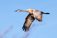 Sandhill Cranes on the Platte River5