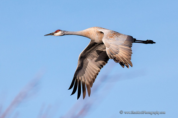 Sandhill Cranes on the Platte River5
